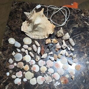 Seashell Collection & Large Conch Shell Nightnight